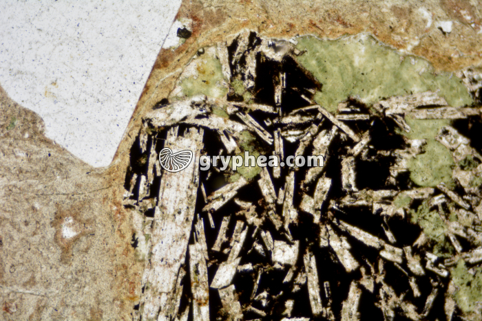 Rhyolite LPNA x25 - gryphea.com